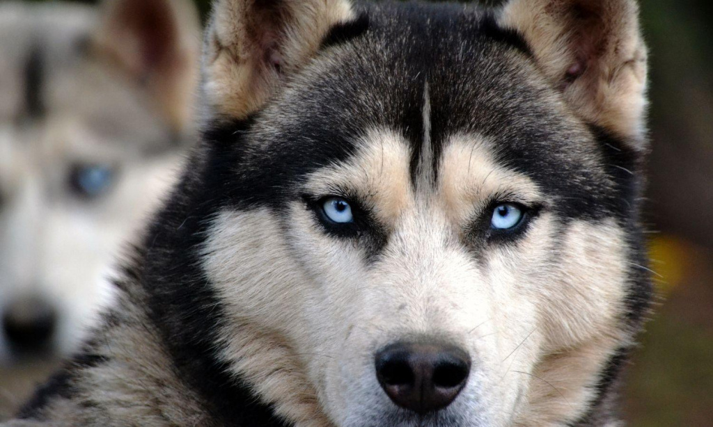 Husky Riding in Levi, Finland