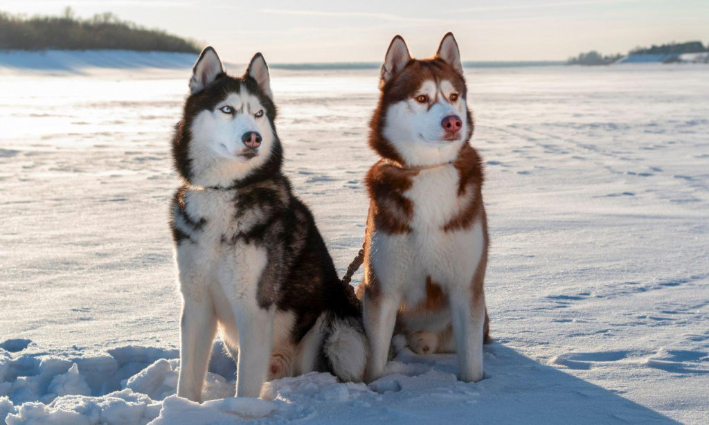 Husky Kennel Levi Lapland | Scandinavian Travel Group