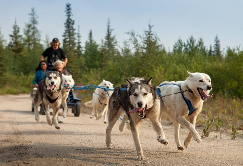 Summer Husky riding in Levi, Lapland