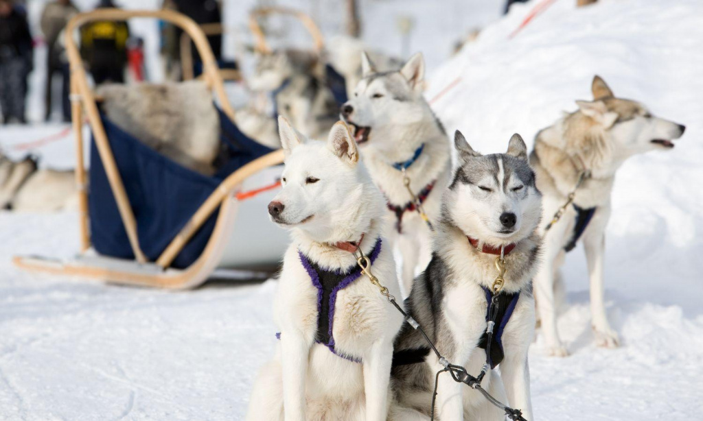 Husky Riding in Levi, Finland