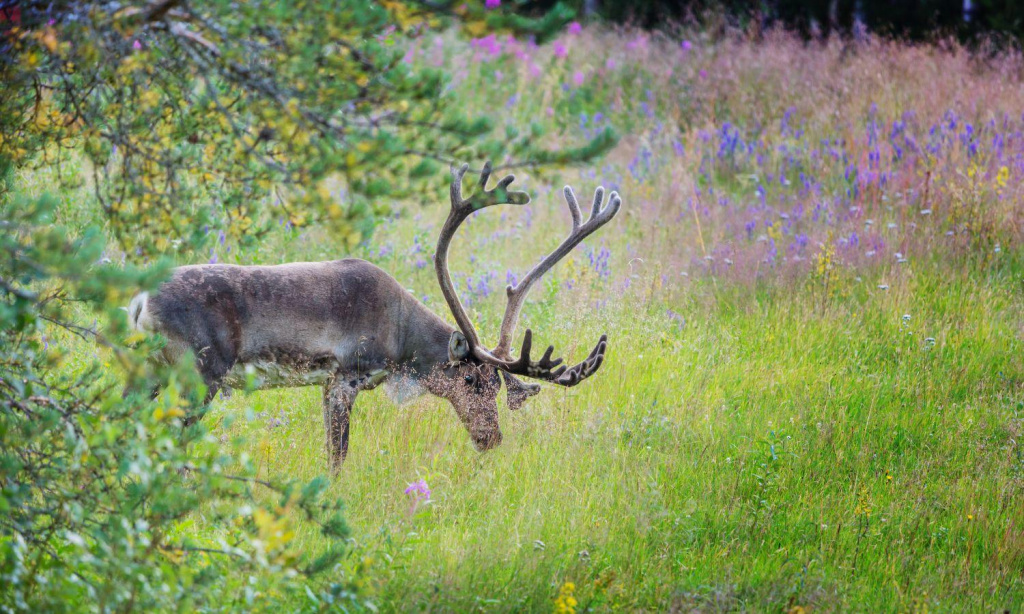 Reindeer-summer-santa-village-finland-lapland.jpeg