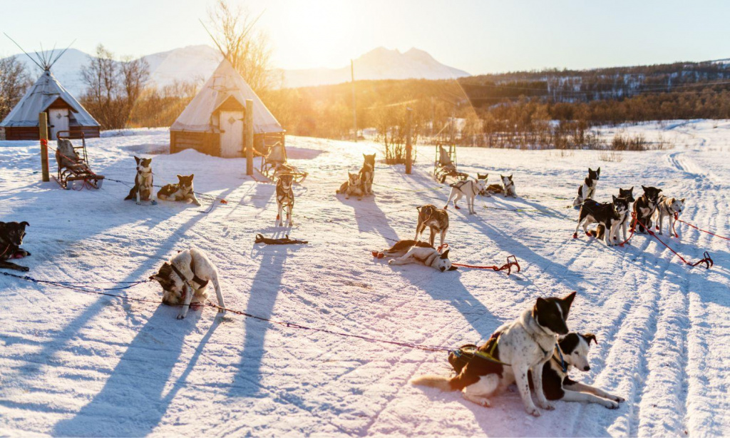 Trip to Lapland to visit Husky Kennel in Levi | Scandinavian Travel Group