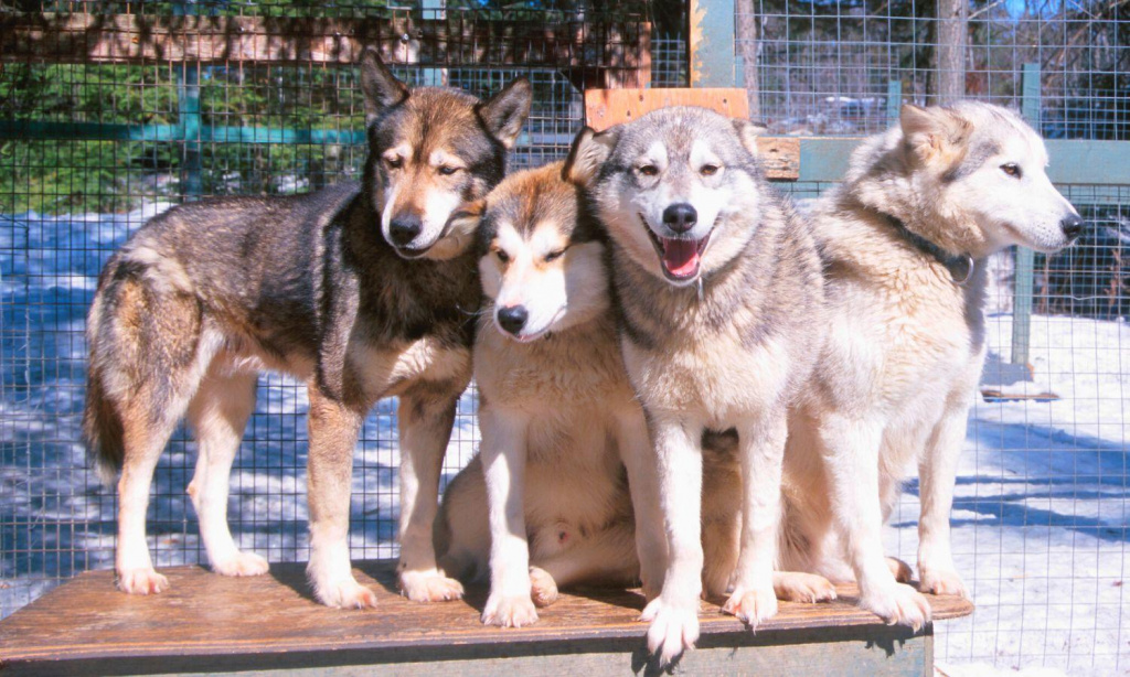 Husky Kennel Levi Lapland | Scandinavian Travel Group